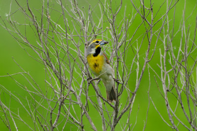 Brazoria NWR 5-5-12 0428.JPG