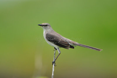 Brazoria NWR 5-5-12 0401.JPG