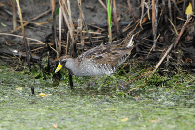 Brazoria NWR 5-5-12 0461.JPG