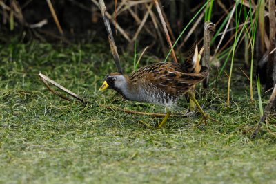 Brazoria NWR 5-5-12 0479.JPG