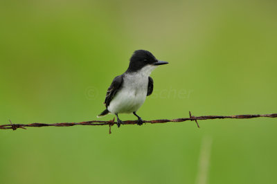 Brazoria NWR 5-5-12 0449.JPG