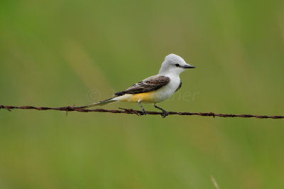 Brazoria NWR 5-5-12 0443.JPG