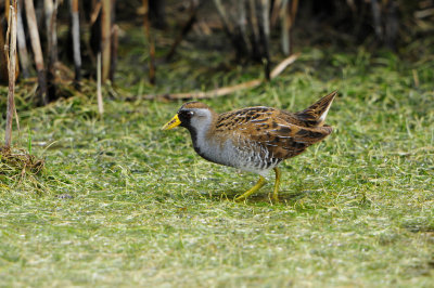 Brazoria NWR 5-5-12 0492.JPG