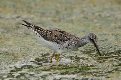 Brazoria NWR 5-5-12 0520.JPG