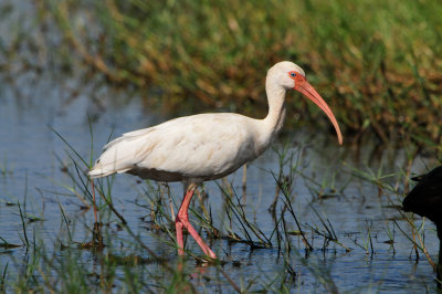 Brazoria NWR 9-9-12 0609.JPG
