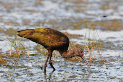 Brazoria NWR 9-9-12 0646.JPG