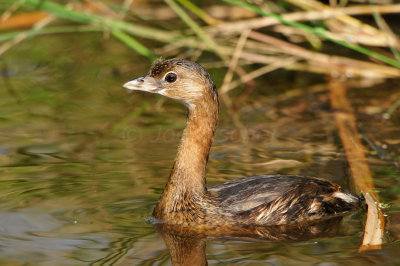 Brazoria NWR 9-9-12 0852.JPG
