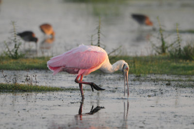 Brazoria NWR 9-16-12 0872.JPG