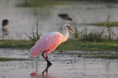 Brazoria NWR 9-16-12 0878.JPG
