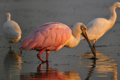 Brazoria NWR 9-16-12 0902.JPG