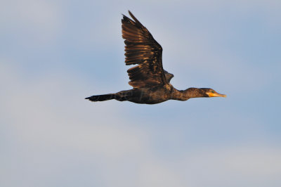 Brazoria NWR 9-16-12 1086.JPG