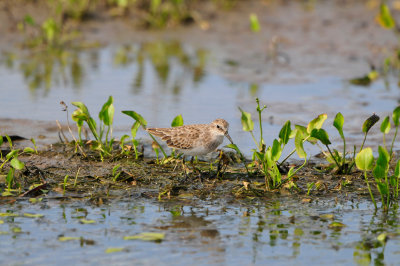 Brazoria NWR 9-9-12 0787.JPG