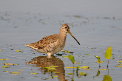 Brazoria NWR 9-9-12 0775.JPG