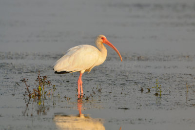 Brazoria NWR 9-16-12 1057.JPG
