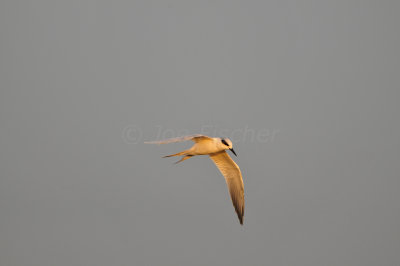 Brazoria NWR 9-16-12 0948.JPG