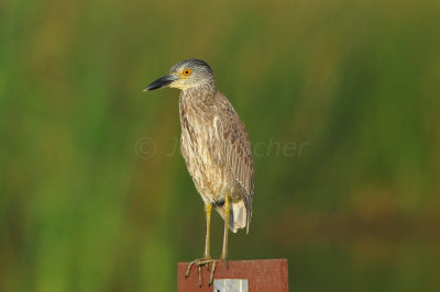 Brazoria NWR 9-16-12 1118.JPG