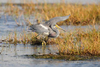 Brazoria NWR 10-13-12 1204.JPG