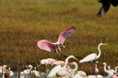 Brazoria NWR 10-13-12 1344.JPG