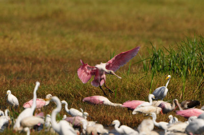 Brazoria NWR 10-13-12 1354.JPG