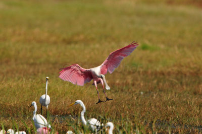 Brazoria NWR 10-13-12 1366.JPG