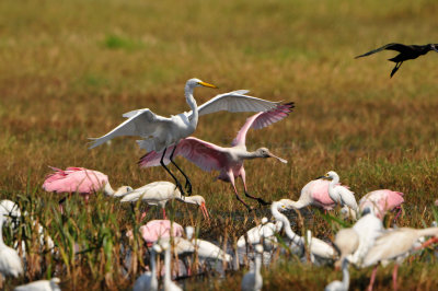 Brazoria NWR 10-13-12 1370.JPG