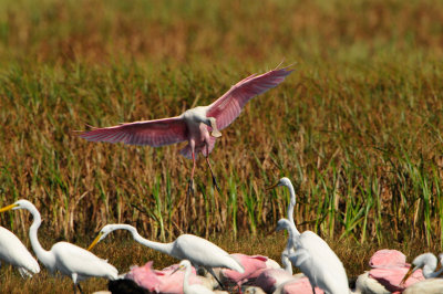 Brazoria NWR 10-13-12 1449.JPG