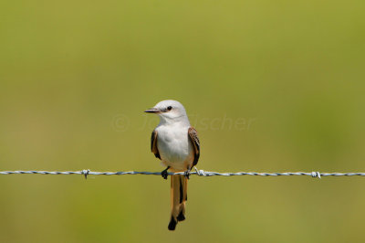 Brazoria NWR 10-13-12 1533.JPG