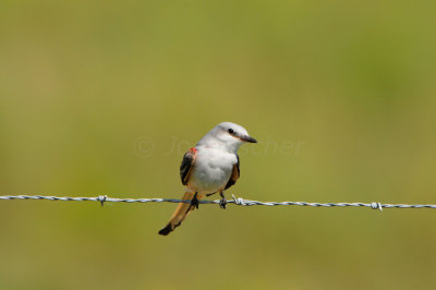 Brazoria NWR 10-13-12 1553.JPG
