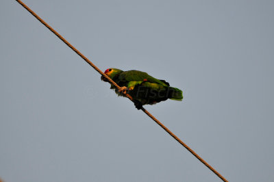Brownsville 8-24-12 0871.JPG