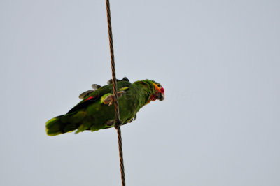 Brownsville 8-24-12 0962.JPG