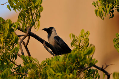 Intercontinental Hotal Muscat Oman 12-6-12 1483.JPG