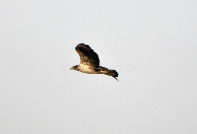 Khawr Jirama Oman 12-7-12 1853.JPG