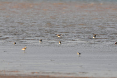 Khawr Jirama Oman 12-7-12 1866.JPG