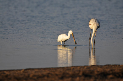 Quarayyat Oman 12-12-12 2815.JPG