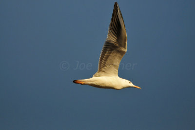 Quarayyat Oman 12-12-12 2798.JPG