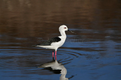 Quarayyat Waste Site Oman 12-12-12 2714.JPG