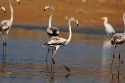 Quarayyat Waste Site Oman 12-12-12 2727.JPG