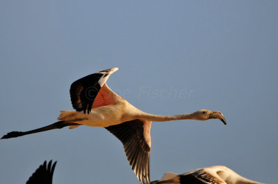 Quarayyat Waste Site Oman 12-12-12 2746.JPG