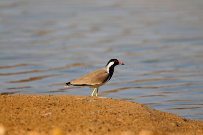 Quarayyat Waste Site Oman 12-12-12 2754.JPG