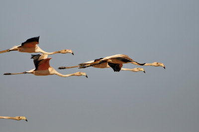 Quarayyat Waste Site Oman 12-12-12 2761.JPG