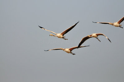 Quarayyat Waste Site Oman 12-12-12 2768.JPG