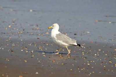 Qurayyat Oman 12-7-12 1718.JPG