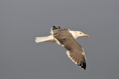 Heuglin's Gull