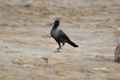 Qurum National Park Muscat Oman 12-5-12 0553.JPG