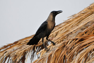 Qurum National Park Muscat Oman 12-5-12 0559.JPG