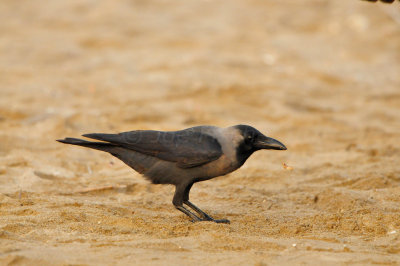 Qurum National Park Muscat Oman 12-5-12 0571.JPG