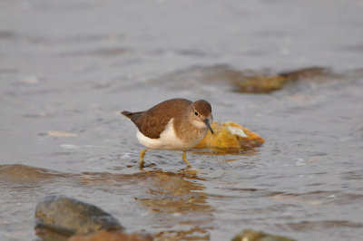 Qurum National Park Muscat Oman 12-5-12 0658.JPG