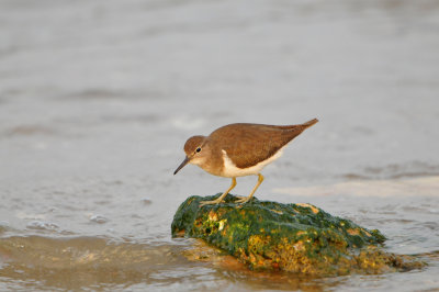 Qurum National Park Muscat Oman 12-5-12 0665.JPG