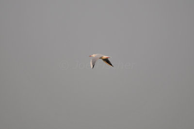 Qurum National Park Muscat Oman 12-5-12 0702.JPG