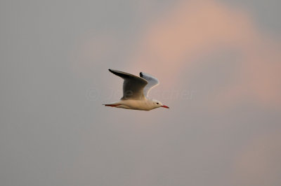 Qurum National Park Muscat Oman 12-5-12 0740.JPG